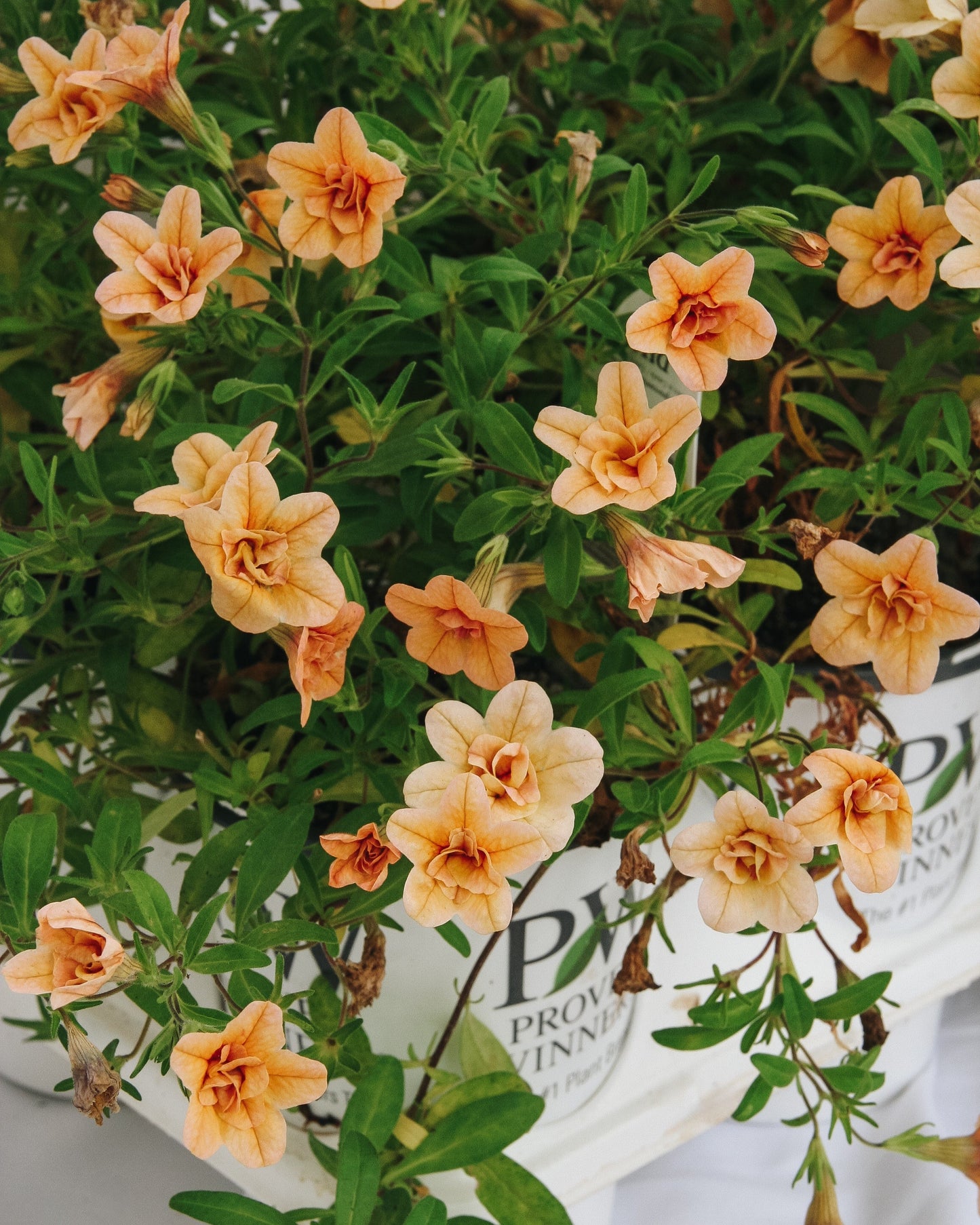 Calibrachoa Superbells Double Amber