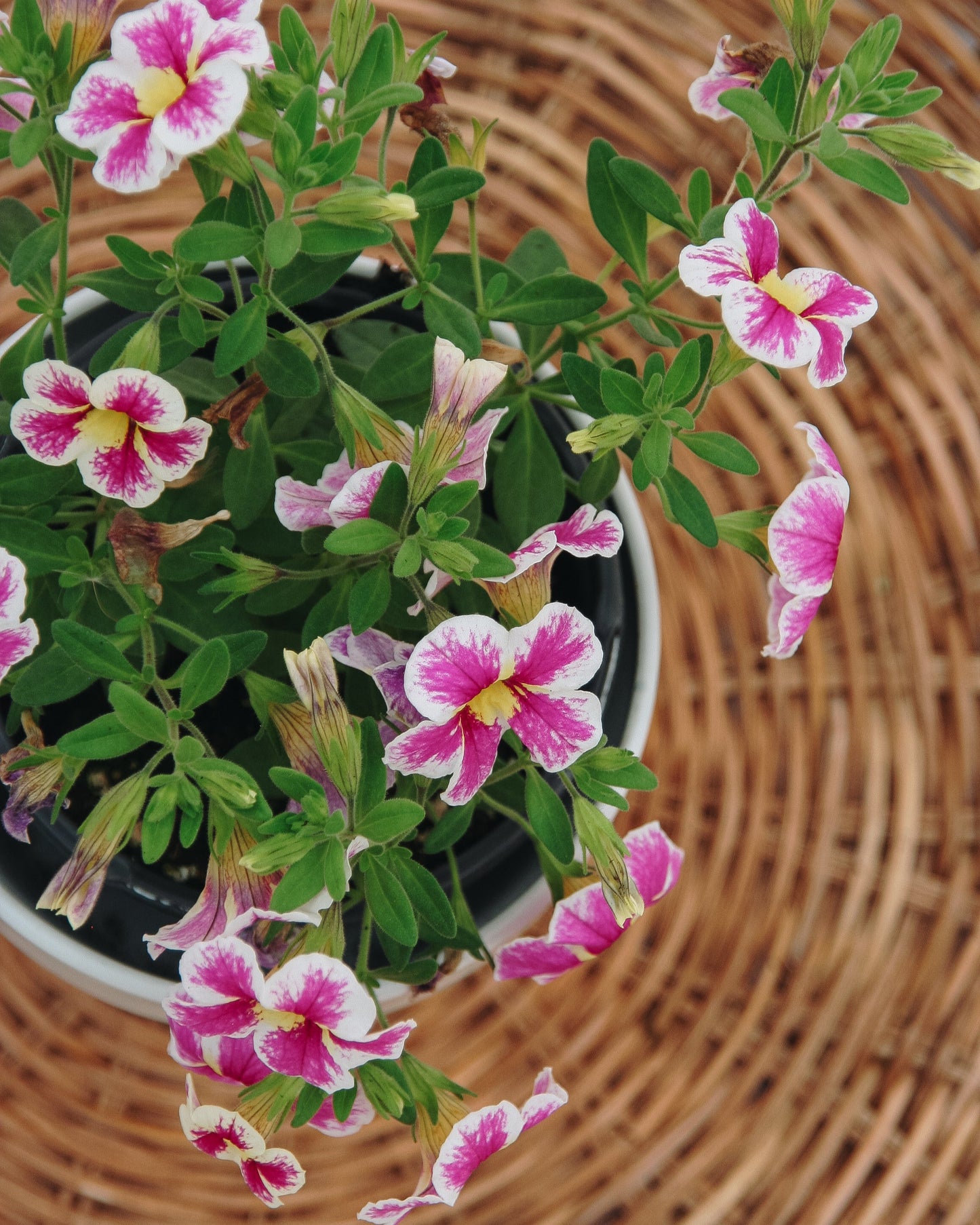 Calibrachoa Superbells Holy Cow!