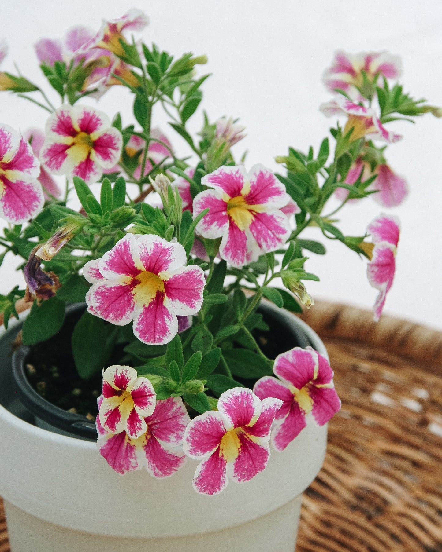 Calibrachoa Superbells Holy Cow!