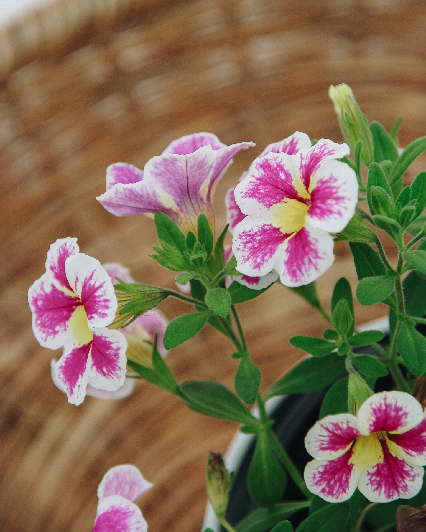 Calibrachoa Superbells Holy Cow!
