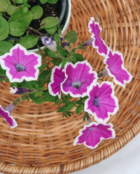 Petunia Supertunia Hoopla Vivid Orchid