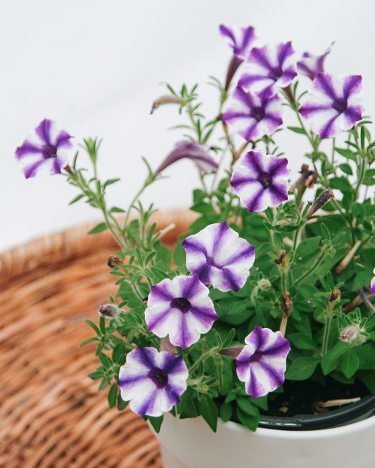 Petunia Supertunia Mini Vista Violet Star