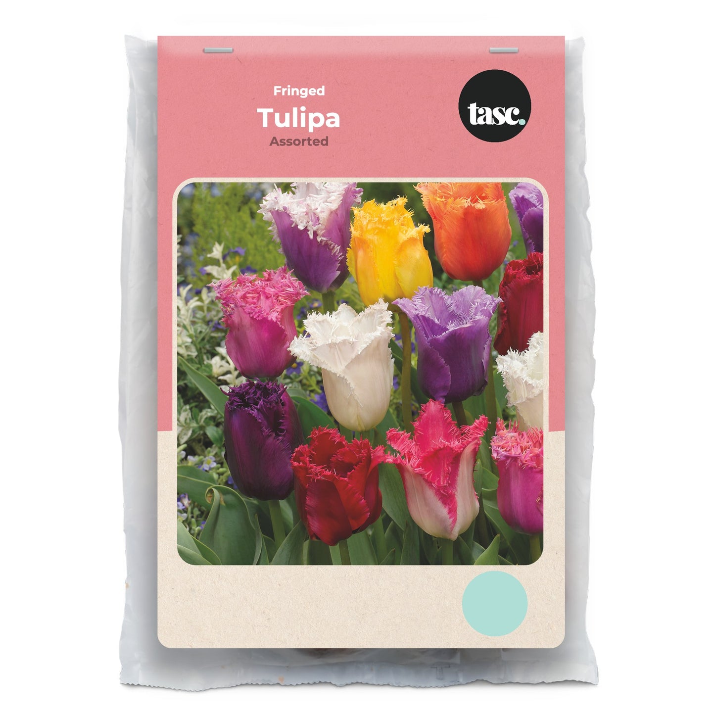 Fringed Assorted Tulip