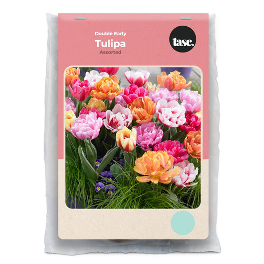 Double Early Assorted Tulip