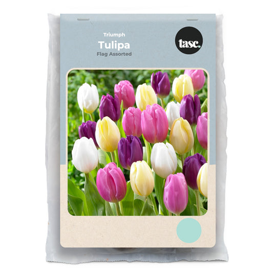 Triumph Flag Assorted Tulip