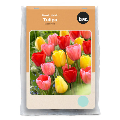 Darwin Hybrid Assorted Tulip