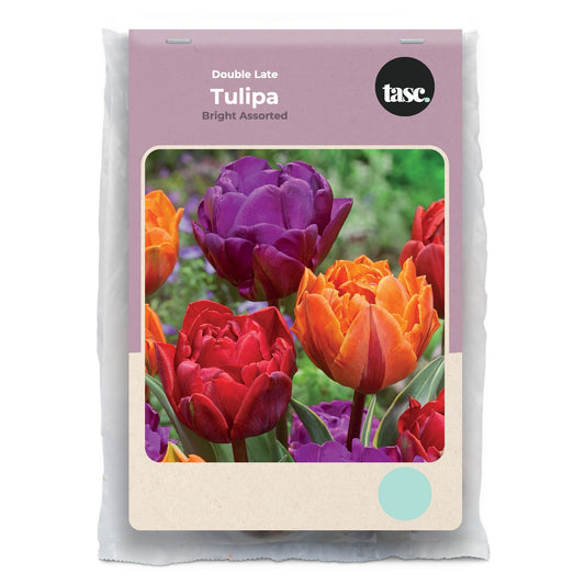 Double Late Bright Assorted Tulip