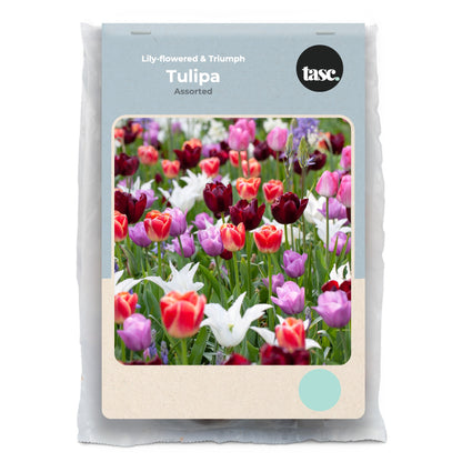 Lily-flowered & Triumph Assorted Tulip