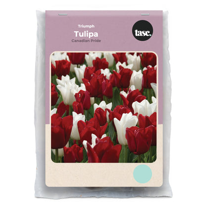 Triumph Canadian Pride Tulip