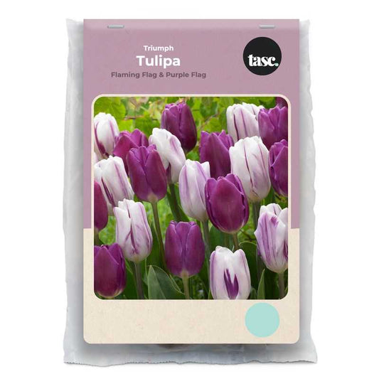 Triumph Flaming Flag & Purple Flag Tulip