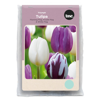 Triumph Flaming Flag, Purple Flag & White Flag Tulip