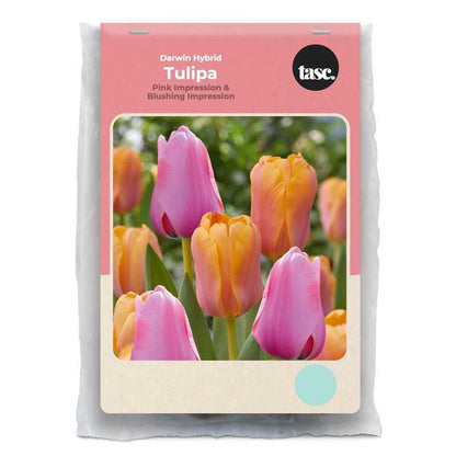 Darwin Hybrid Pink & Blushing Impression Tulip