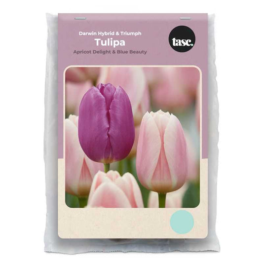 Darwin Hybrid & Triumph Apricot Delight & Blue Beauty Tulip