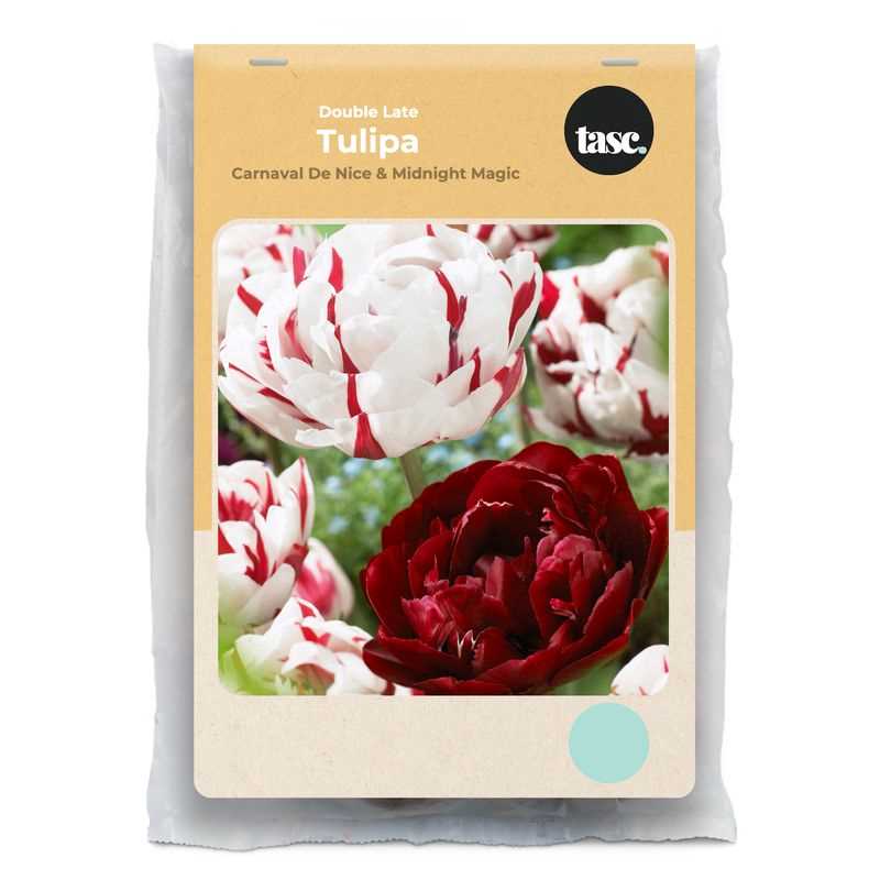 Double Late Carnaval De Nice & Midnight Magic Tulip