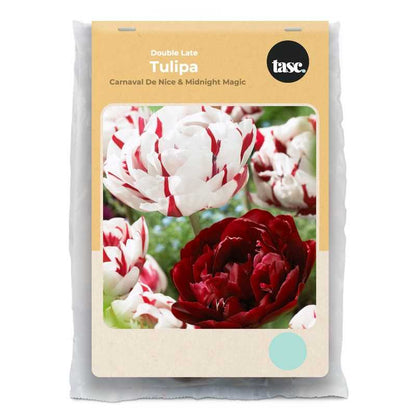 Double Late Carnaval De Nice & Midnight Magic Tulip