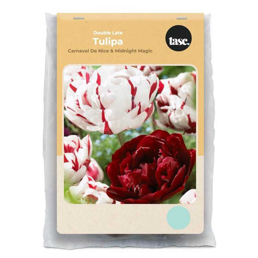 Double Late Carnaval De Nice & Midnight Magic Tulip