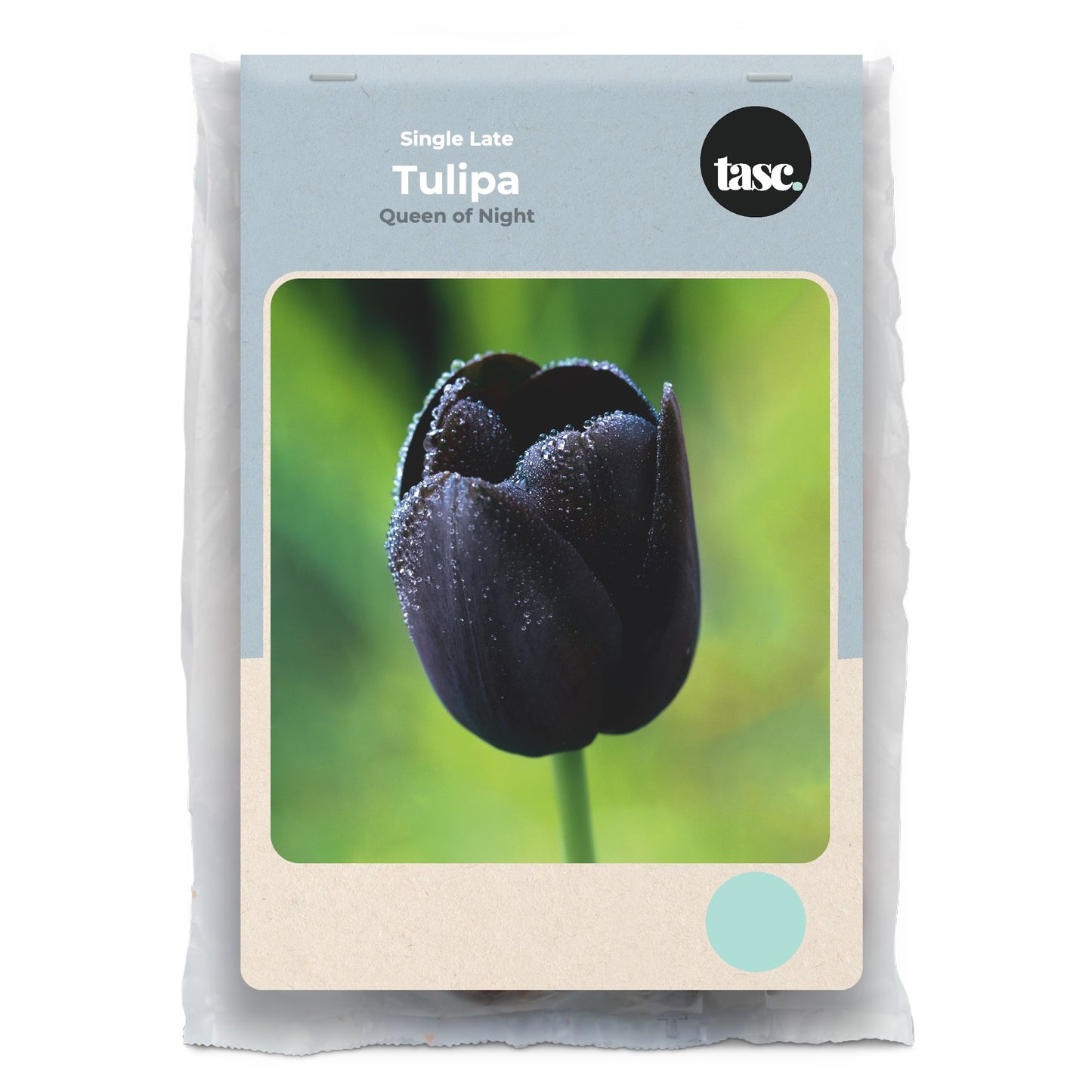 Single Late Queen of Night Tulip