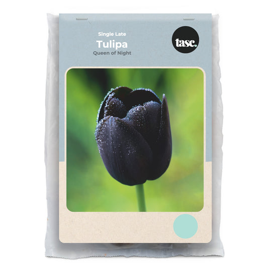 Single Late Queen of Night Tulip