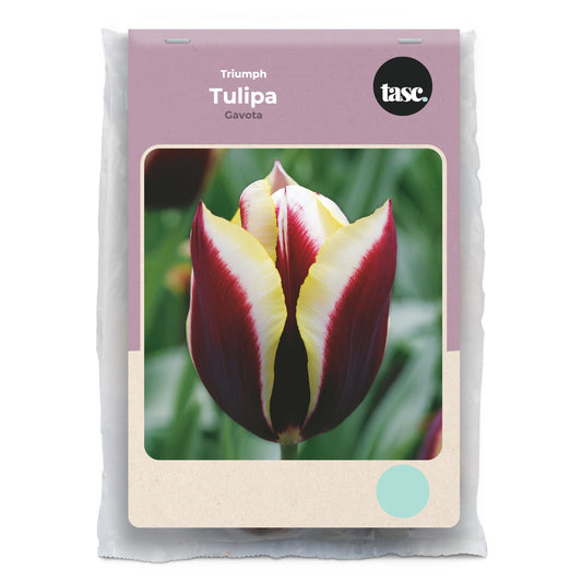 Triumph Gavota Tulip