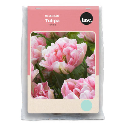 Double Late Finola Tulip