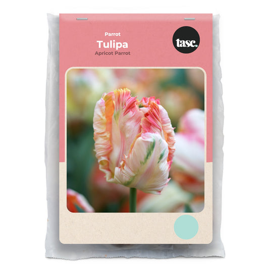 Parrot Apricot Parrot Tulip