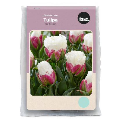 Double Late Ice Cream Tulip