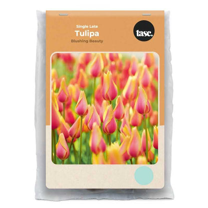 Single Late Blushing Beauty Tulip