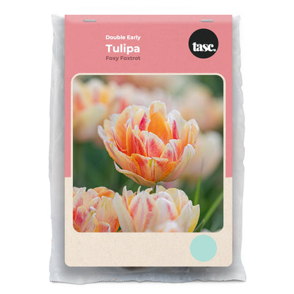 Double Early Foxy Foxtrot Tulip