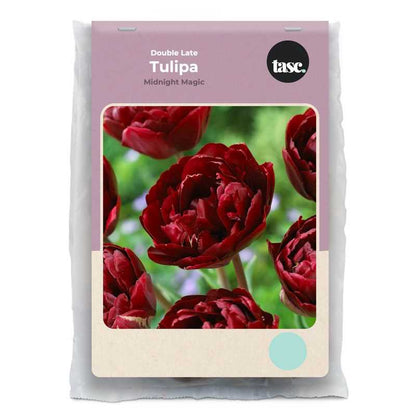 Double Late Midnight Magic Tulip