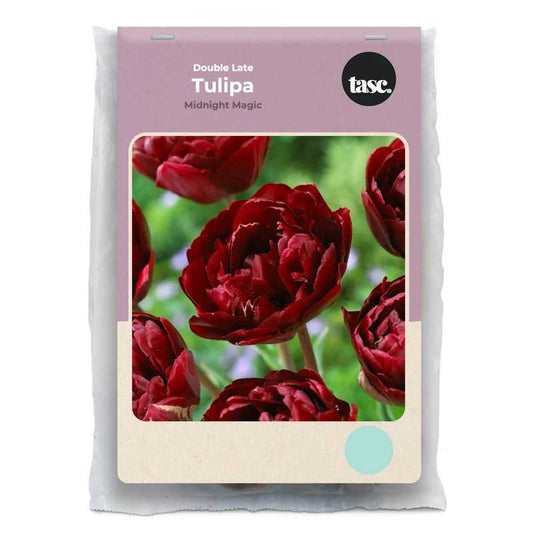 Double Late Midnight Magic Tulip