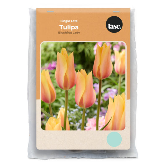 Single Late Blushing Lady Tulip
