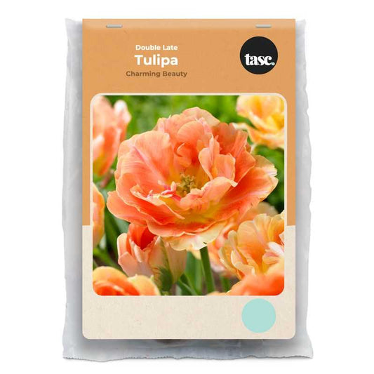 Double Late Charming Beauty Tulip