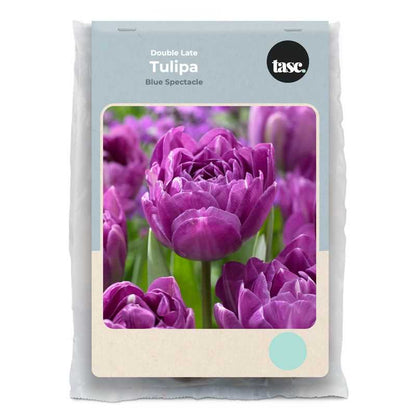 Double Late Blue Spectacle Tulip