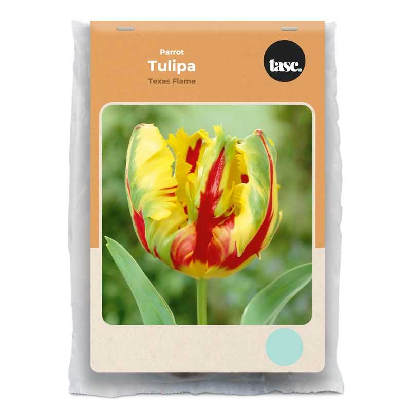 Parrot Texas Flame Tulip