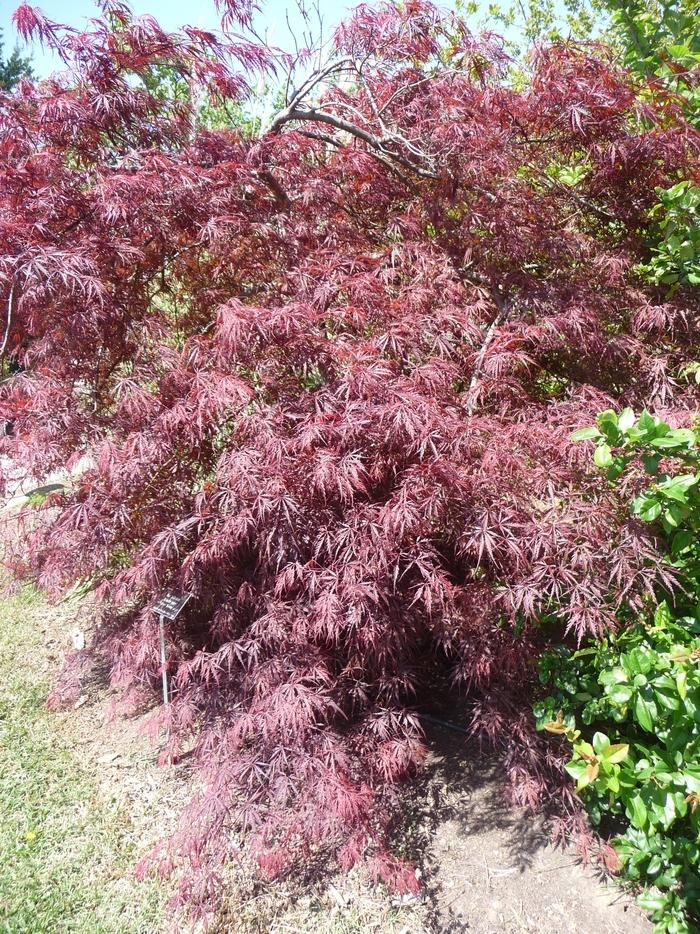 Tamukeyama Laceleaf Japanese Maple