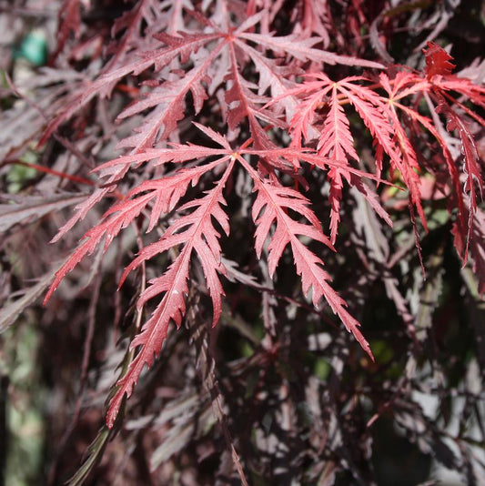 Tamukeyama Laceleaf Japanese Maple (Specimen)