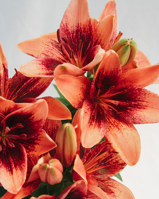 Tiny Shadow Asiatic Lily
