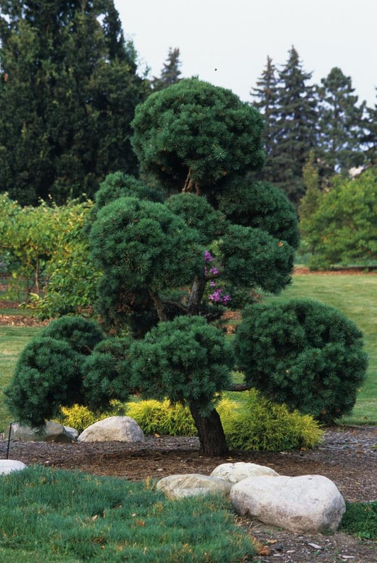 Topiary Scotch Pine