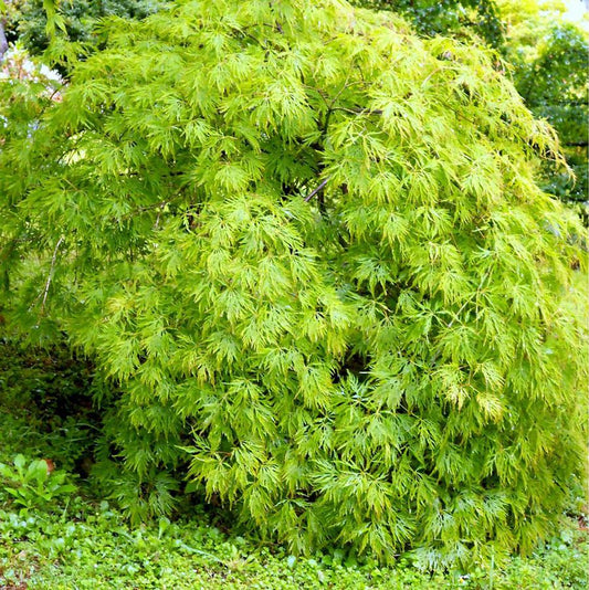 Viridis Laceleaf Japanese Maple