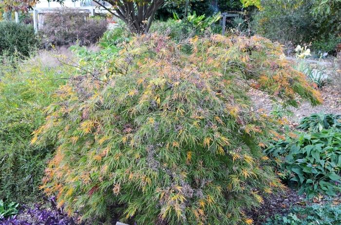 Waterfall Laceleaf Japanese Maple