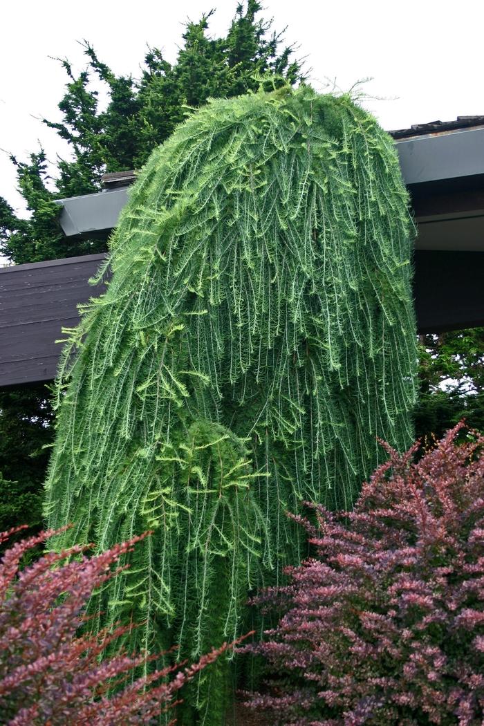 Weeping European Larch