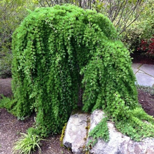 Weeping European Larch - Standard