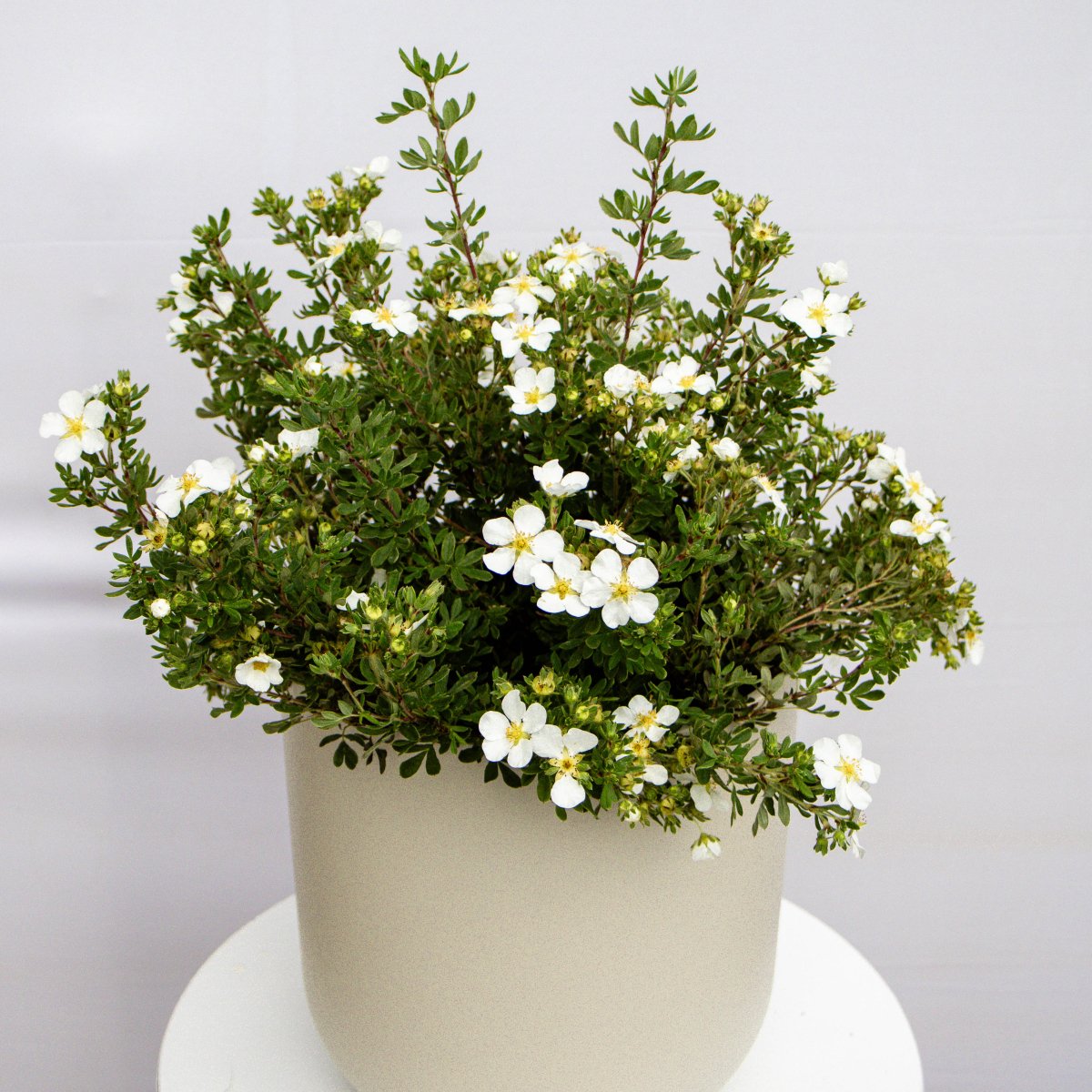 Abbotswood Cinquefoil - LandscapeDirect