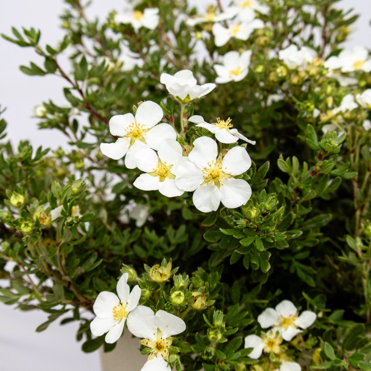 Abbotswood Cinquefoil - LandscapeDirect