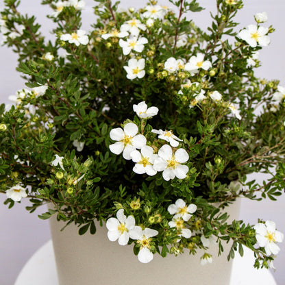 Abbotswood Cinquefoil - LandscapeDirect