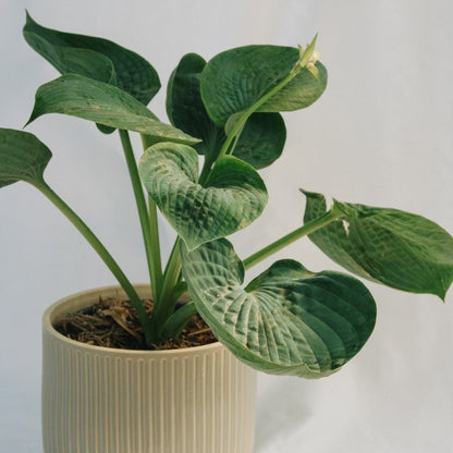 Abiqua Drinking Gourd Plantain Lily - LandscapeDirect