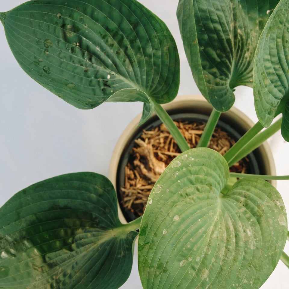 Abiqua Drinking Gourd Plantain Lily - LandscapeDirect