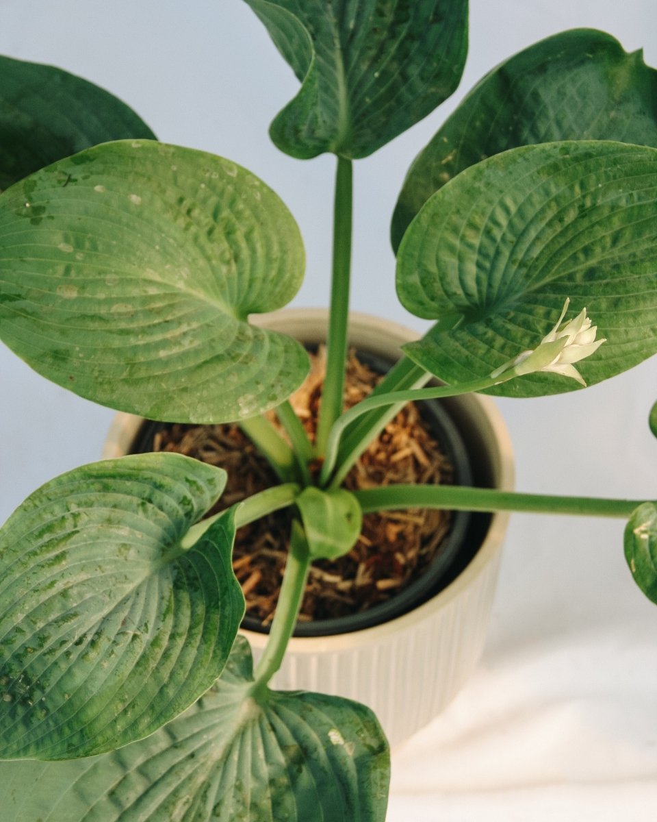 Abiqua Drinking Gourd Plantain Lily - LandscapeDirect