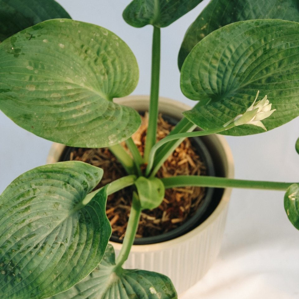 Abiqua Drinking Gourd Plantain Lily - LandscapeDirect