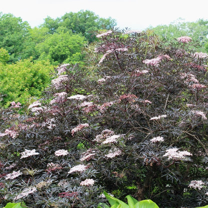 American Elderberry - LandscapeDirect